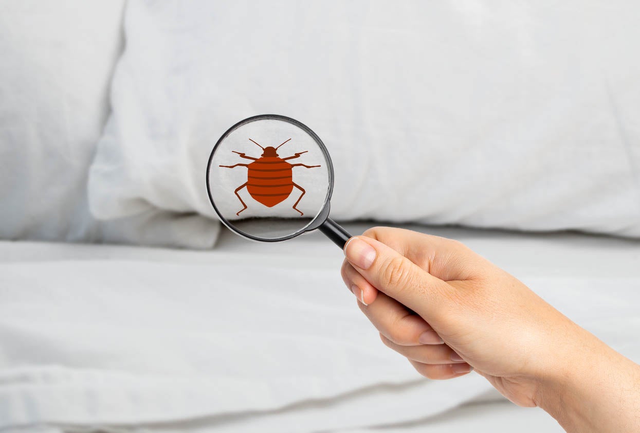 How to Spot Early Signs of Bed Bugs in Our Environment The nymphs, also known as nymphs shed their skins five times before they reach maturity. They require blood meal prior to each time they shed. If the conditions are favourable, they are able to mature fully within one month and have three or more generations each year. While they can be considered to be a nuisance but they aren’t believed to carry illnesses. early signs of bed bugs What is a bed bug? The bed bug bites (Cimex thetularius) are tiny flat, parasitic insects that feed exclusively on blood of humans and animals during their sleep. They’re reddish brown in colour flat, with 6 legs, have no wings, vary from 1mm from 1mm to seven millimetres (about what the dimensions of the size of an apple seed) They can survive for many months without blood meal. They’ll turn a dark red when they eat. Bed bugs are night-time creatures in the natural world. They typically feed at night, with their peak eating and biting happening at the dawn. They could eat their food within three minutes, and then go off and go to hide to take in their food. What are the ways bed bugs can spreading? Since bed bugs are discovered in homes and various public areas and are easily moved from one place to another by humans. They are often found in the edges of bags for overnight stays bedding, or inside the pockets of clothes. They are also transported by furniture. Many people don’t realize that they carry bed bugs when they move from place to place and infecting the surroundings as they travel. Bed bugs are masters in hiding. They can remain in the dark for extended periods and they can live even when there is no blood meal. Looking for Early Signs of Bed Bugs Early Signs of bed bugs: The most accurate method to detect a potential infestation is to check for signs for bedbugs. If you are you are cleaning, changing your bedding or just staying away from the at home, look for Reddish or rusty stains on mattresses or bed sheets result from bed bugs being crushed. Dark spots (about the size of a *) they are bed bug excrement, and might bleed onto fabric, just as a marker would. Eggshells and eggs are small (about 1 millimetre) as well as pale yellow skins which nymphs shed once they grow. Living bed bug. How do bed bugs get to my property? They could be found in affected areas or even from old furniture. They may be found in bags, purses backpacks, bags, or other objects set on soft or cushioned surfaces. They are able to move between rooms in multi-unit structures including hotel complexes or apartment buildings. Where to Look for Bed Bugs Canvas strap from an old box spring cover that is housing adults and skin castings, feces and eggs. (Photo by the Dr. Louis Sorkin). When they’re not eating the bed bugs can be found in various places. In the bed, they are located near the piping, tags and seams of the mattress as well as in the box springs, as well as in cracks that are on the bed frame and the headboard. If your room is overrun, you could be able to find bed bugs In the seams between couches and chairs, in between cushions, and in curtain folds. Within drawer joint. In electrical appliances and receptacles. The wall hangings are hung on loose paper. Wall hangings. At the point where the wall and ceiling meet. Even inside the head of the screw. As bed bugs only measure approximately the size of a credit-card, they can fit into tiny hiding places. If a crack is large enough to be able to hold a credit card it could conceal the bed bug. How can I keep from the possibility of introducing bed bugs into my home? If you’re at a place of lodging put your luggage on a stand for your suitcase instead of on the floor or bed. Make sure the rack is away from furniture or walls. After returning clean the clothes you brought you took on your trip and place them in a dryer that is hot. Examine furniture that is new or used prior to bringing it inside. Check the seams, tufts and underneath cushions. What can I do to tell whether I have the problem of bed bugs? There are bed bugs in their skins that shed, or their droppings found in mattress seams, as well as in other objects in the bedroom. It is also possible to see bloodstains on the sheets. How can I manage the bed bug infestation within my home? It is possible to do it however; it is usually what’s known as the “integrated pest management” (IPM) method. It combines methods that create the least threat to your health as well as the environment. Use these strategies: Get rid of clutter, particularly in your bedroom. Get your bed off furniture or walls. Vacuum mouldings windows, floors and doors daily. Vacuum seams and sides of box springs, mattresses and furniture. Clean the vacuum or bag right away and dispose outside in bags or containers that are sealed. Cleanse pillows, sheets blankets, bed skirts, and pillow cases and then dry them in a tumble dryer for a minimum 30 minutes. Think about making use of mattress and box spring covers-the ones that are designed to keep dust mites out- and apply duct tape to the zippers. Fill in crevices and cracks, as well as any gaps where wires or pipes are brought into your home. Bed Bug Behaviours and Habit Knowing the behaviour that bed bug (how they feed, live and reproduce) can help you detect an infestation before it is established, and to keep an eye on the existence of bed bugs once the treatment of your home. Feeding: It appears that they prefer feeding on humans; however they will feed on other animals and birds as well. It is not uncommon for a dog to walk 5-20 feet from their established hiding spots (called harbourage) for a meal the host. Although they are most active in the evening but if they’re hungry they’ll search for hosts during the daytime. Feeding takes between 3 and 12 minutes. The tarry or rusty spots on the sheets of your bed or in bug-hiding places occur because 20 percent of the time, adults and large Nymphs can eat the remains of blood meals that were eaten earlier while still eating. Life stages/mating Bed bugs require at least an hour of blood before an individual bug is able to develop into the next of seven life phases. They can eat more than one time. Each stage requires melting of the skin. To keep mating and to produce eggs, males as well as females need to feed at minimum once per 14 days. Females can lay up to 3 eggs daily and 200-500 eggs over her life (6-12 months, however it may be more). The egg-to-egg cycle can be between four and five weeks in ideal conditions. Conditions of life: Bed bugs can live and be active even in temperatures of as at as low as 7degC (46degF) however, they die when the body temperature exceed the temperature of 45degC (113degF). In order to kill bedbugs using temperatures, the area needs to be hotter to ensure that the heat is sustained and reaches the bugs , no which place they are. Common bed bugs can be present almost everywhere their hosts could be found. The tropical bed bug ( Cimex hemipterus) require an elevated average temperature than the normal bed bug. They can be prevalent in subtropical and tropical zones.